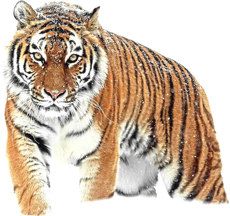 1,908 Yellow Tiger Stock Photos, High-Res Pictures, and Images - Getty  Images